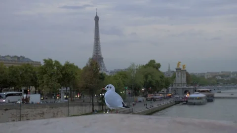 Gull against evening Paris. View with Eiffel Tower and waterfront, France Stock Footage 90193752