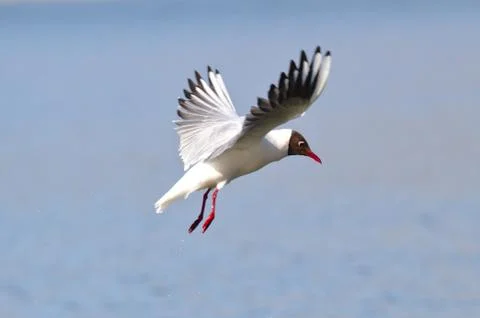Gull in the air Stock Photos