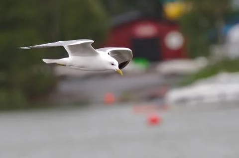Gull in the air Stock Photos