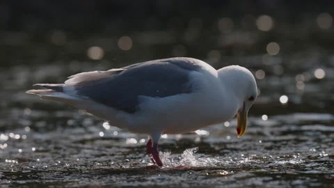 Gull in Alaska stomping on salmon eggs to eat 스톡 동영상 345816924