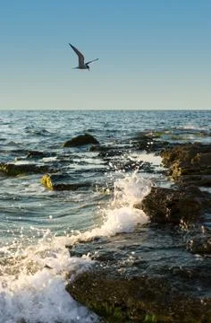 Gull and sea Stock Photos