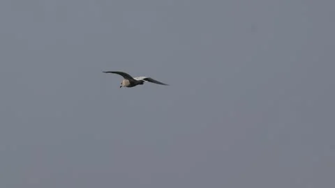 Gull Banking Into Right Turn in Flight Over Nuuk Greenland Stock Footage 345532830