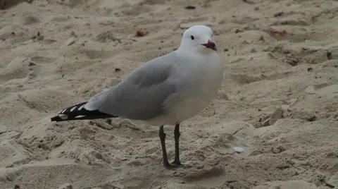 Gull on a beach Stock Footage 32210554