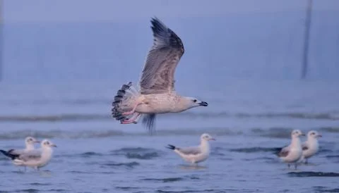 Gull in beach Stock Photos