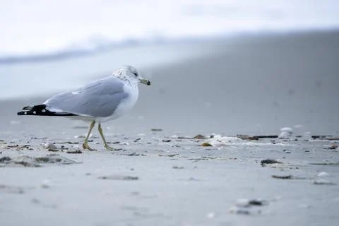 Gull on the beach. Stock Photos