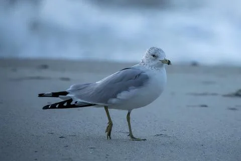 Gull at the beach Stock Photos