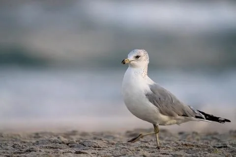 Gull on the Beach Stock Photos