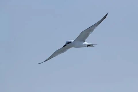 Gull-billed Tern in flight Stock Photos