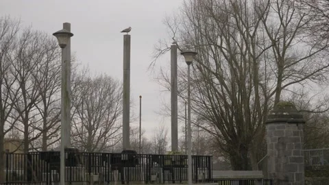 Gull bird sitting on pole Stock Footage 232337637