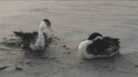 A gull bird tries to attract the attention of another bird resting. Stock Footage