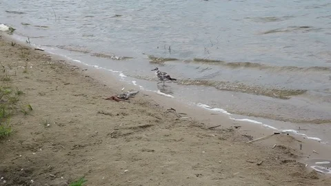 A gull bites a dead bird 스톡 동영상 77754536
