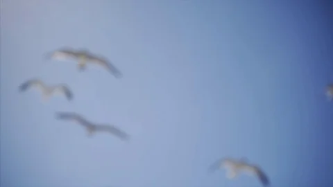 Gull in blue sky Video stock 77190944