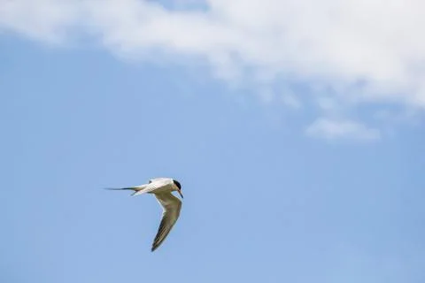 Gull in the blue sky Foto stock
