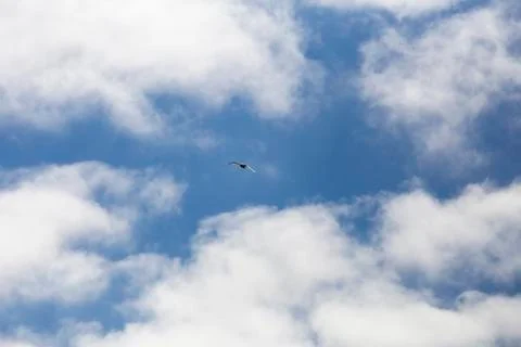 Gull in the blue sky Stock Photos