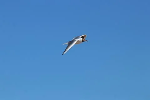 Gull in the blue sky 스톡 사진
