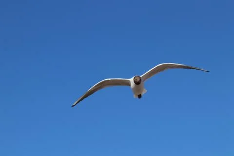 Gull in the blue sky 스톡 사진