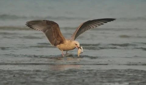 Gull with  catch fish Stock Photos