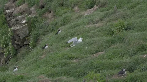 Gull Chasing Atlantic Puffin on a Grassy Coastal Cliffside in Iceland Stock Footage 339889025