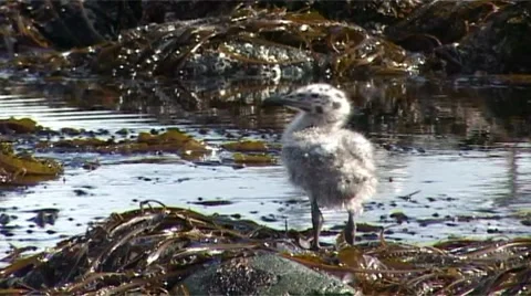 Gull chick Video stock 8760361