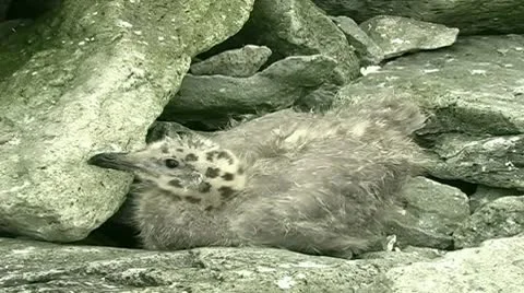 Gull chick Stock Footage 8987567