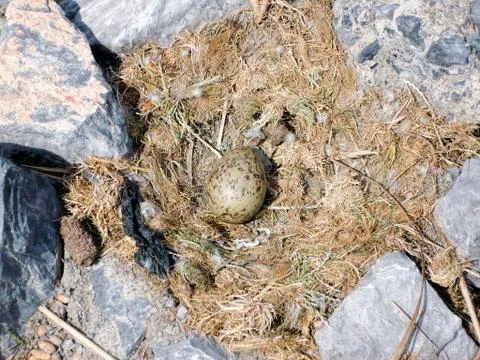 Gull chicks hatch from eggs Stock Photos