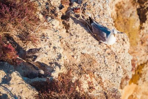 Gull chicks on rock close-up Stock Photos