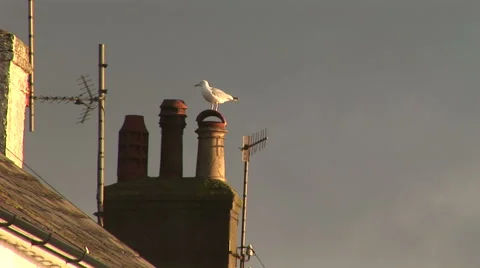 Gull on chimney pot typical seaside town Vidéo 58305190