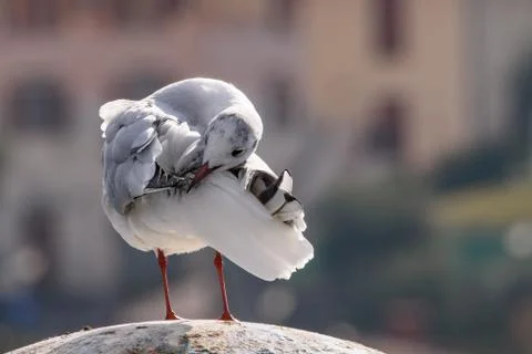 Gull that cleans the plumage Stock Photos