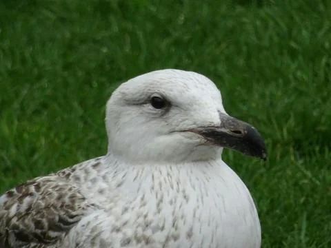 Gull Close Up Stock Photos