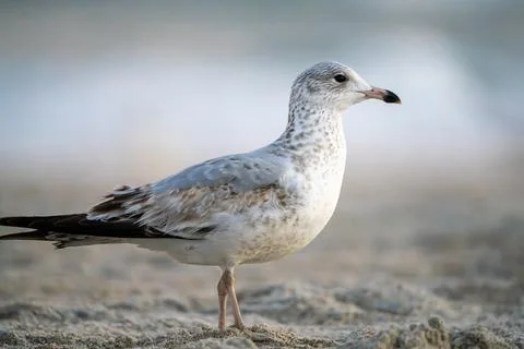 Gull Closeup Stock Photos