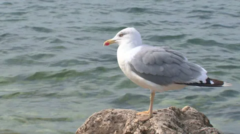 Gull on the coast - close-up Stock Footage 31206863