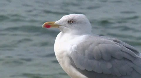 Gull on the coast - close-up Stock Footage 31206873