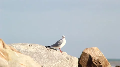 Gull on coastal rocks Stock Footage 68563535