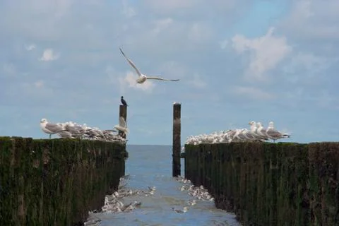 Gull colony Foto stock