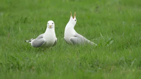 Gull courtship behavior with calls 002 Stock Footage 337018458