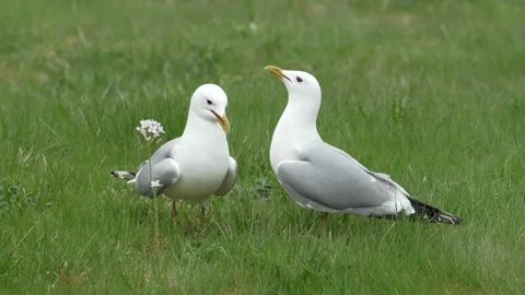 Gull courtship behavior with calls – Norway Stock Footage 337018439