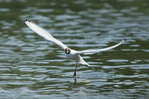 Gull dancing Stock Photos