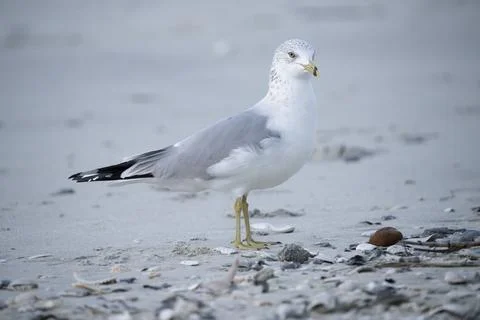 Gull at dawn on the beach. Stock Photos