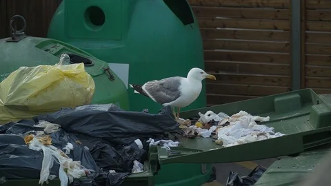 The gull is digging in the garbage Stock Footage 113226801
