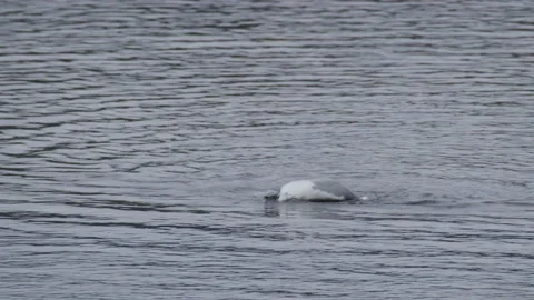Gull diving at river in winter tele shot Stock Footage 228651017