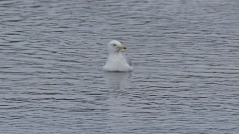 Gull diving at river in winter tele shot Stock Footage 228651120
