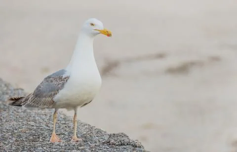 Gull on the dock laridae Stock Photos