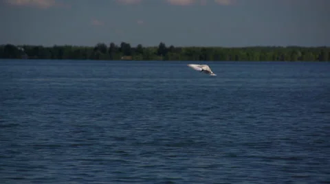 The gull drops in the water while hunting for fish. Slow Motion Stock Footage 54905642