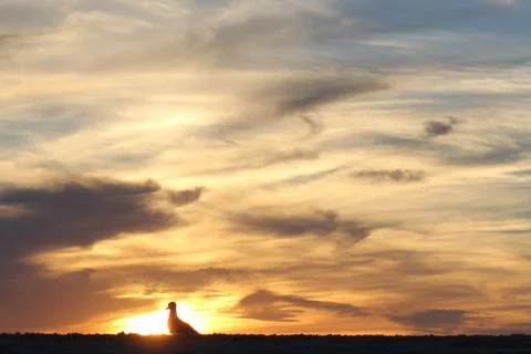 Gull on dune Foto stock