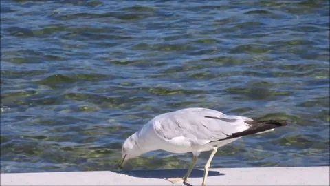 Gull eating beside a lake while standing on one leg Stock Footage 92473525