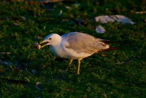 The gull is eating Foto stock