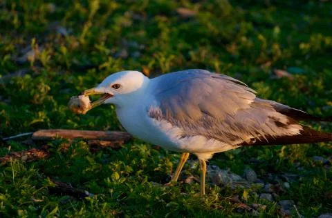 The gull is eating Stock Photos