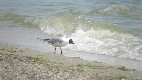 The gull eats crustaceans on the shore 스톡 동영상 100047411