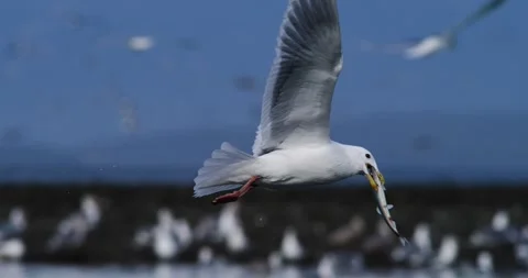 Gull Eats Herring Fish While Flying Vidéo 303145881