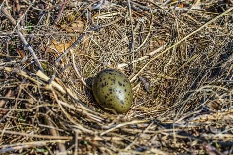 Gull Egg Stock Photos